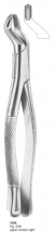  Fig. 53R upper molars right 
